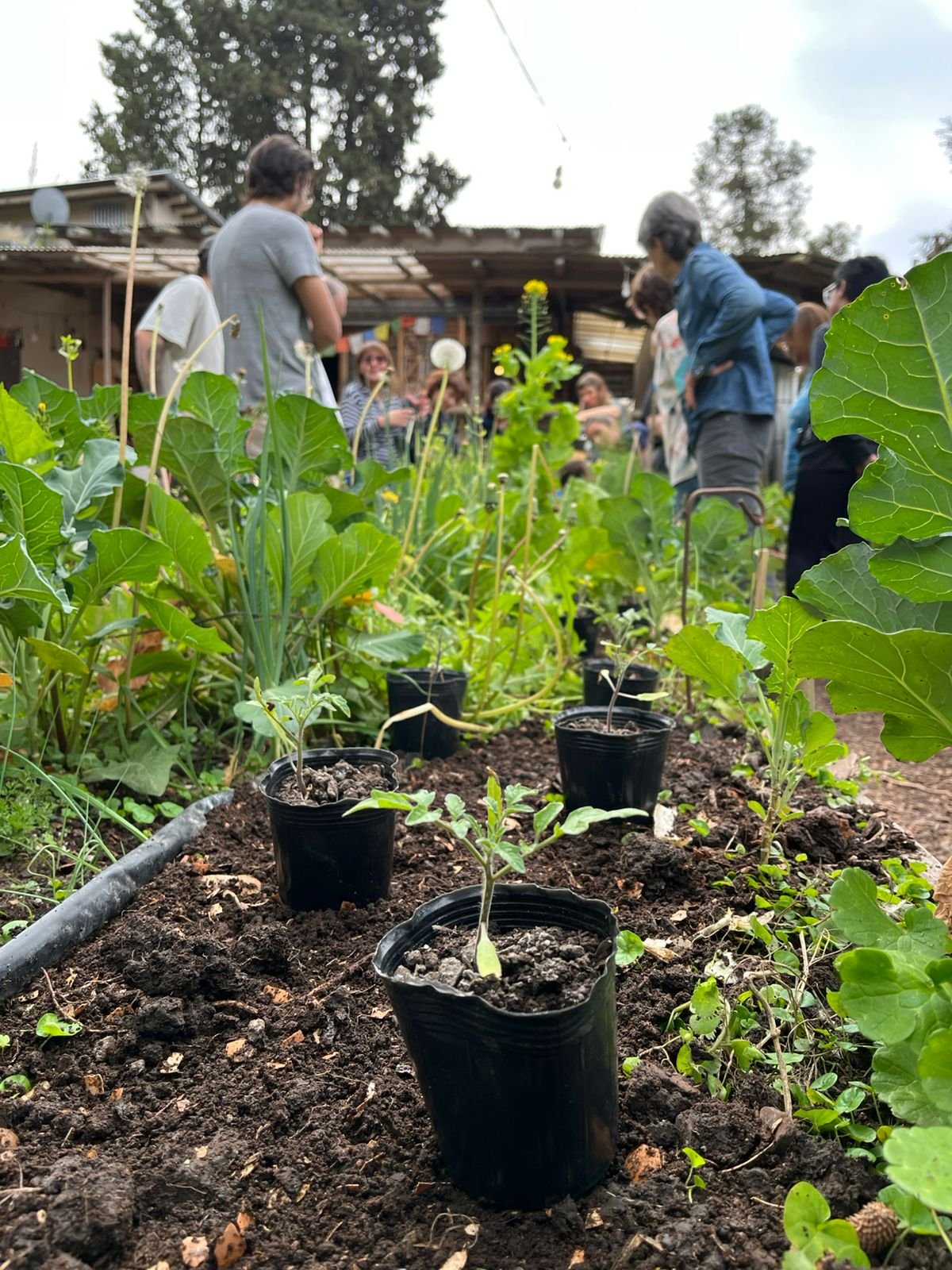Taller de huerta Presencial